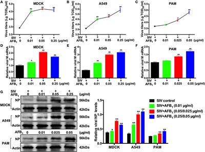 Aflatoxin B1 Promotes Influenza Replication and Increases Virus Related Lung Damage via Activation of TLR4 Signaling